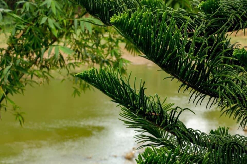 Sadhara River View Lodge 康提 外观 照片